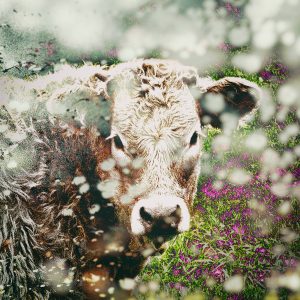 oeuvre photographique contemporaine vache imprimée sur métal brossé marjorie roy artiste photographe