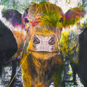 oeuvre photographique contemporaine vache imprimée sur métal brossé marjorie roy artiste photographe