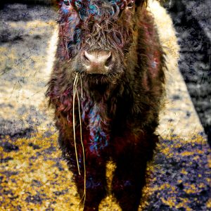 oeuvre photographique contemporaine vache imprimée sur métal